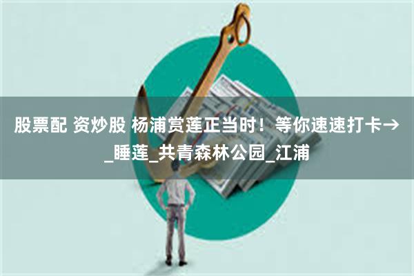 股票配 资炒股 杨浦赏莲正当时！等你速速打卡→_睡莲_共青森林公园_江浦